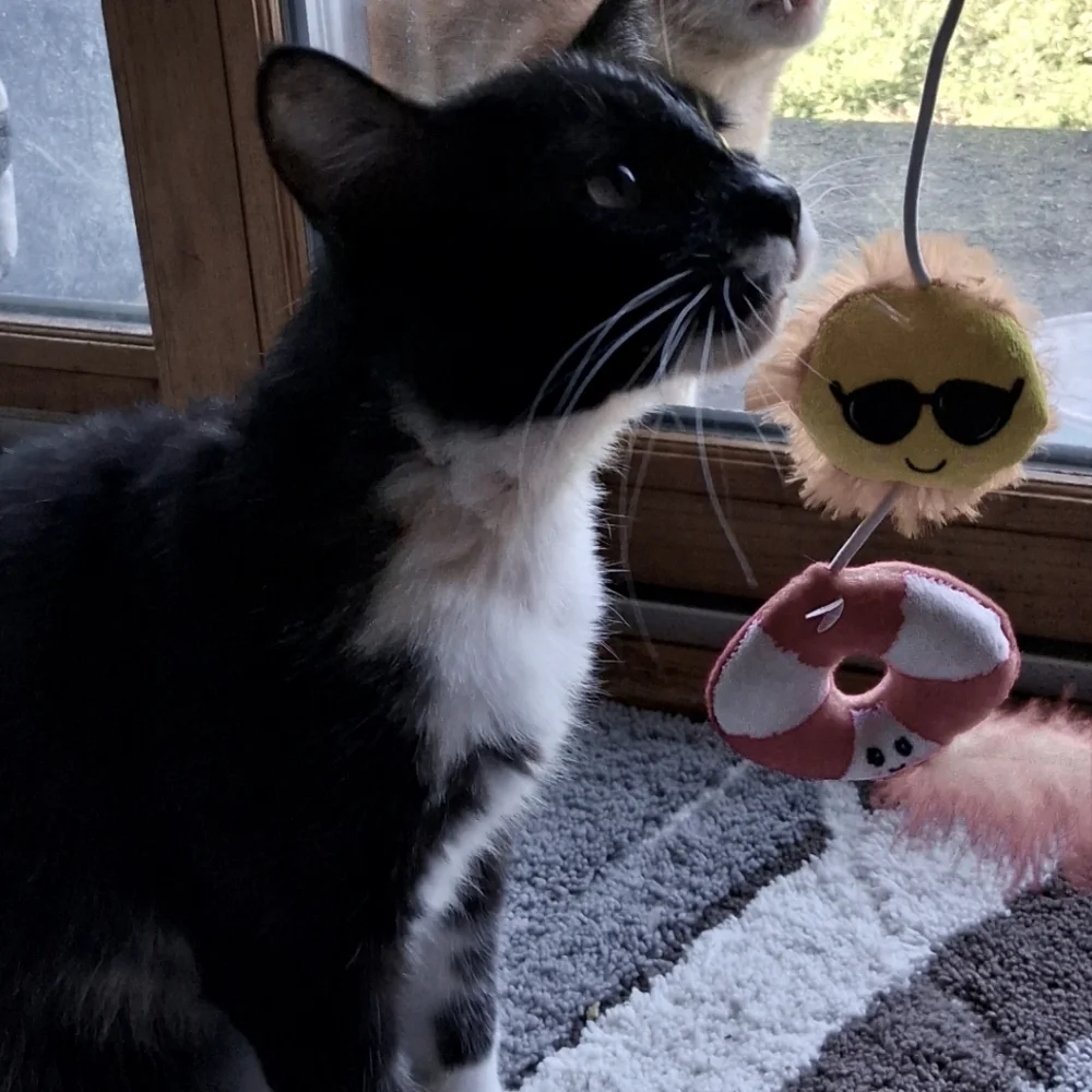 Sun And Feather Fishing pole cat Toy